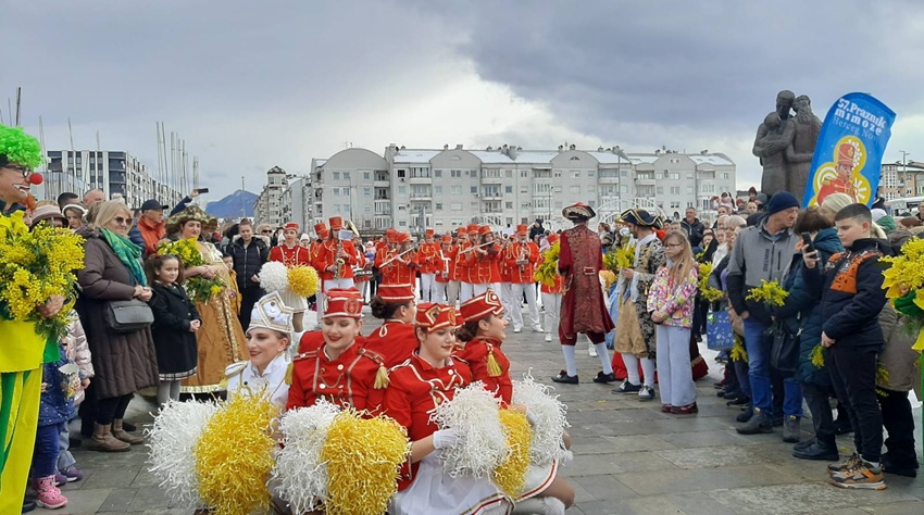 CVIJET MIMOZE U ZIMSKOM RUHU